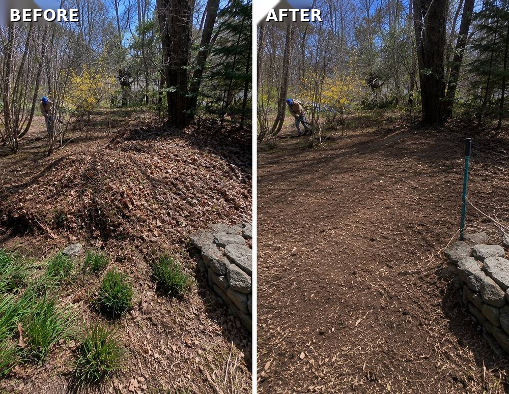 Before and after woodland cleanup