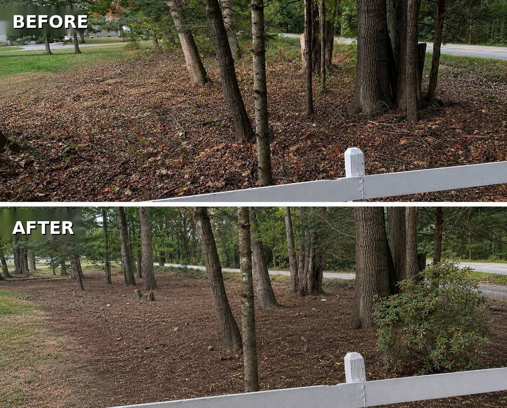 Before and after property cleanup